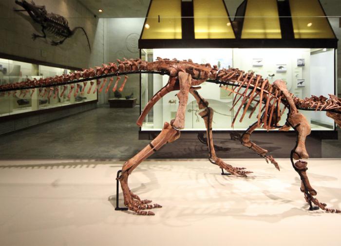 Учёные ТГУ решили выяснить происхождение гастролитов в желудках пситтакозавров